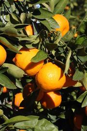              Fruit (Riverside, CA)       