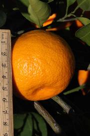              Fruit (Riverside, CA)       