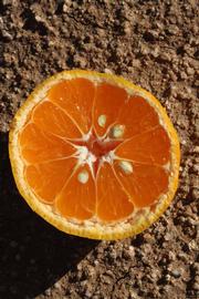              Fruit cross-section (Riverside, CA)       