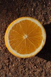              Fruit cross-section (Riverside, CA)       