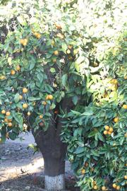            Habit (Riverside, CA)   