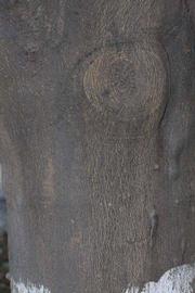              Bark (Riverside, CA)       