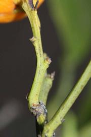              First year twig (Riverside, CA)       