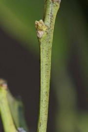              First year twig (Riverside, CA)       