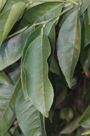            Shade leaves (Riverside, CA)   