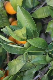            Sun leaves (Riverside, CA)   