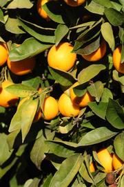            Sun leaves (Riverside, CA)   