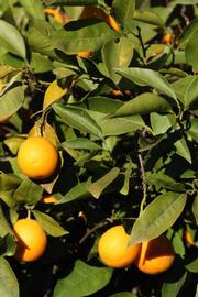            Sun leaves (Riverside, CA)   