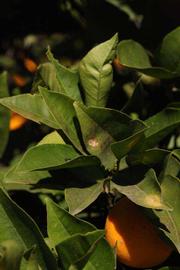            Sun leaves (Riverside, CA)   