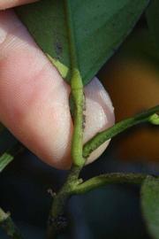              Petiole (Winter Haven, FL)       