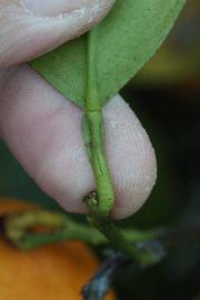              Petiole (Winter Haven, FL)       