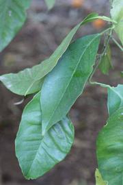            Shade leaves (Riverside, CA)   