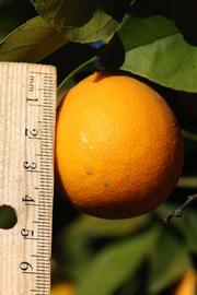              Fruit (Riverside, CA)       