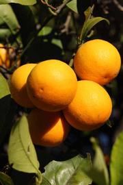              Fruit (Riverside, CA)       