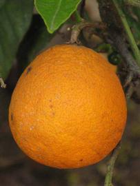            Fruit (Riverside, CA)   