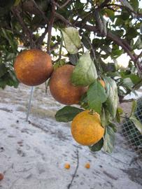              Fruit (Winter Haven, FL)       