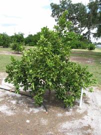              Habit (Winter Haven, FL)       