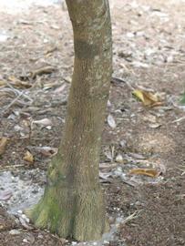              Bark (Winter Haven, FL)       