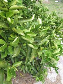              Sun leaves (Winter Haven, FL)       