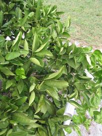              Sun leaves (Winter Haven, FL)       