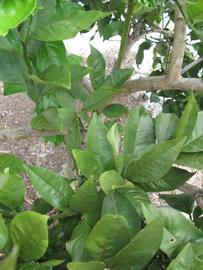              Shade leaves (Winter Haven, FL)       