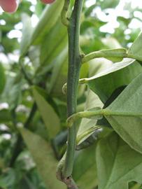              First year twig (Winter Haven, FL)       