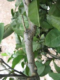              Second - third year twig (Winter Haven,   FL)       