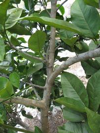              Shade leaves (Winter Haven, FL)       