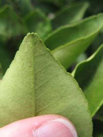              Margin (Winter Haven, FL)       