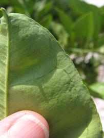              Margin (Winter Haven, FL)       