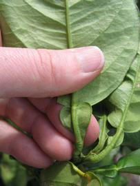              Petiole (Winter Haven, FL)       