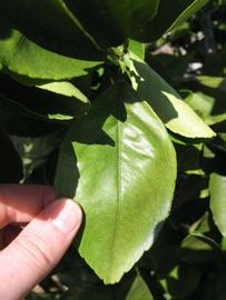              Unifoliolate leaf (Winter Haven, FL)       