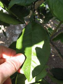              Unifoliolate leaf (Winter Haven, FL)       