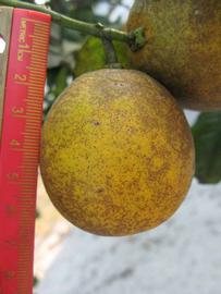              Fruit (Winter Haven, FL)       