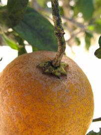              Fruit (Winter Haven, FL)       