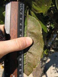              Unifoliolate leaf (Winter Haven, FL)       