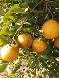              Fruit (Winter Haven, FL)       