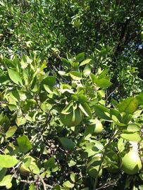              Sun leaves (Winter Haven, FL)       