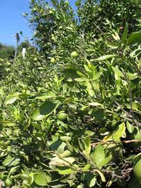              Sun leaves (Winter Haven, FL)       