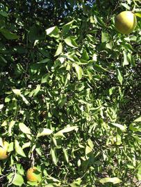              Sun leaves (Winter Haven, FL)       