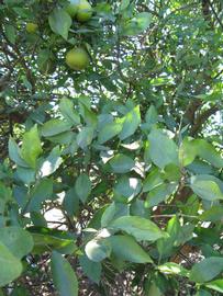              Shade leaves (Winter Haven, FL)       