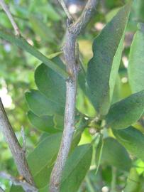              Second - third year twig (Winter Haven,   FL)       