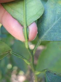              Petiole (Winter Haven, FL)       