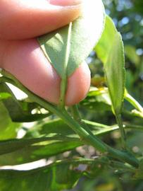              Petiole (Winter Haven, FL)       