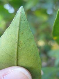              Margin (Winter Haven, FL)       