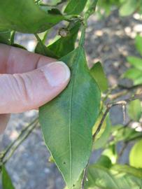              Unifoliolate leaf (Winter Haven, FL)       