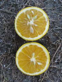              Fruit cross-section (Winter Haven, FL)       