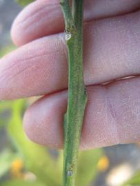              First year twig (Winter Haven, FL)       