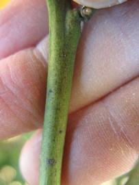              First year twig (Winter Haven, FL)       