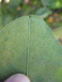               Margin (Winter Haven, FL)       